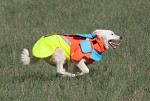 Mikael Tham Tuskproof Boar v.5 Orange Storlek L
