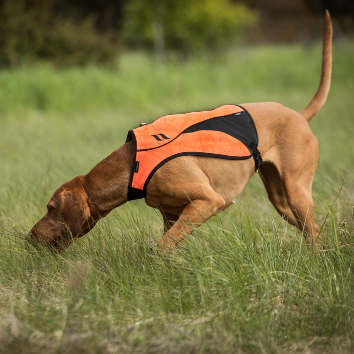 Back on Track POINT Dog Visibility Vest