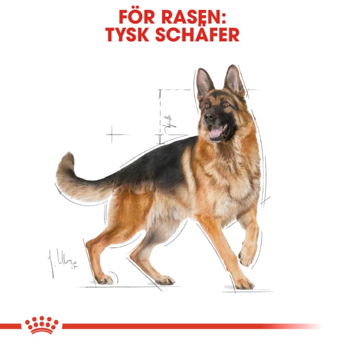 Royal Canin German Shepherd Adult, 11kg