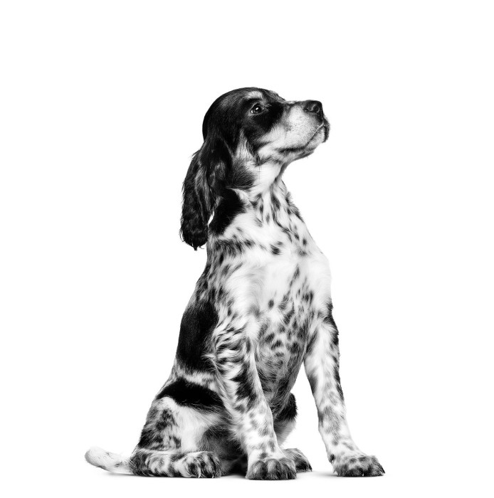 royal canin setter